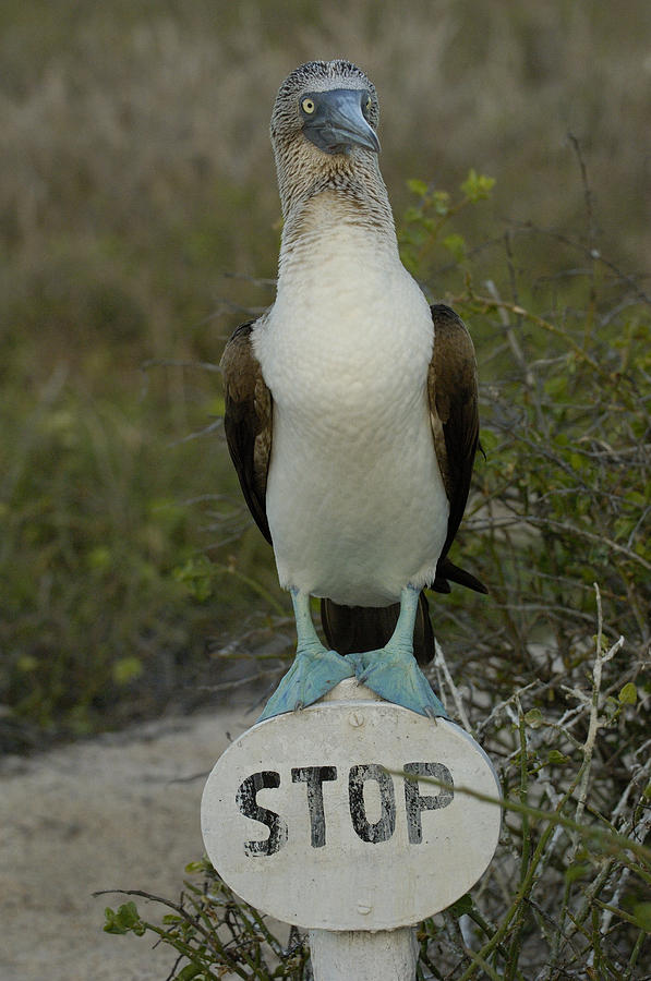 Blue-footed Booby Sula Nebouxii #1 Photograph by Pete Oxford