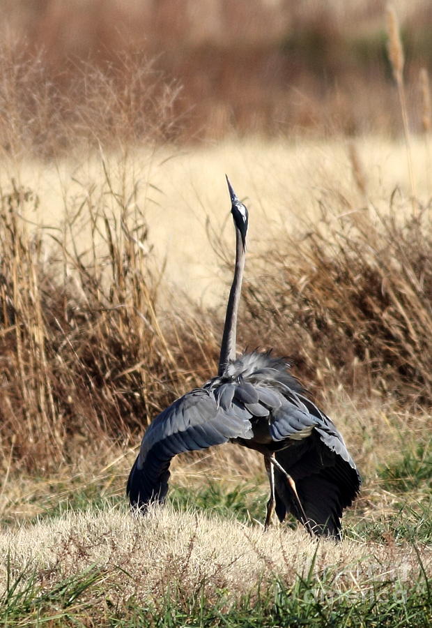 Wildlife Photograph - Blue Heron Mating Dance #1 by Ursula Lawrence