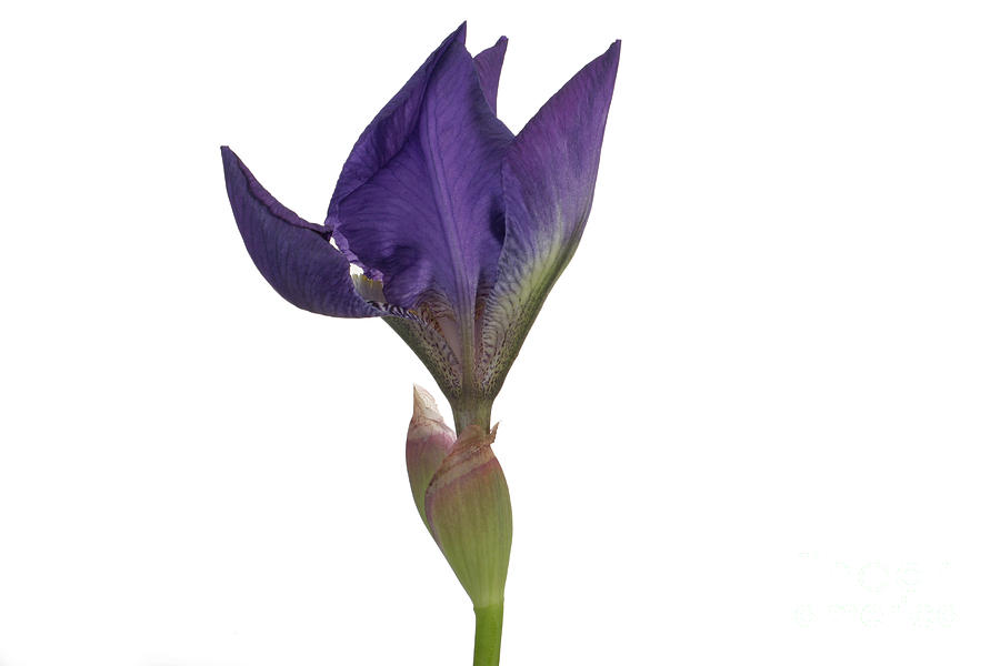 Blue Iris Blooming #1 Photograph by Ted Kinsman