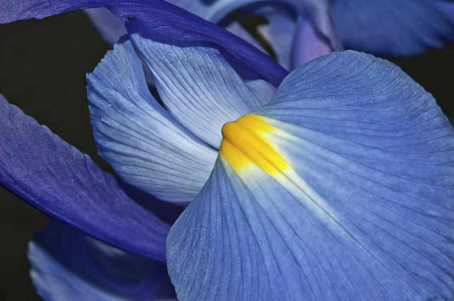 Blue Iris Photograph by Carolyn Marshall