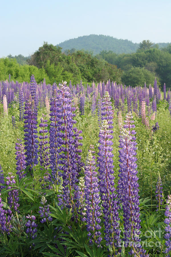 Blue Lupine #1 Photograph by Ted Kinsman
