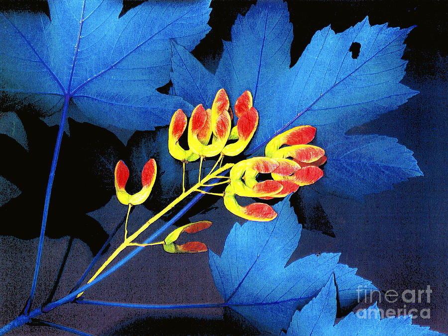 Blue Maple Leaf Photograph by Bill Thomson
