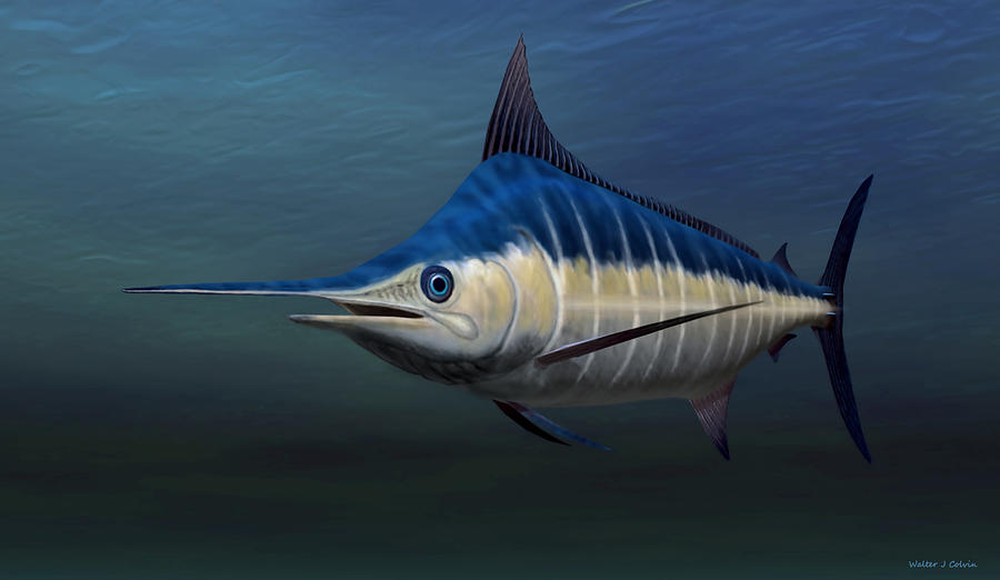 Blue Marlin #1 Digital Art by Walter Colvin