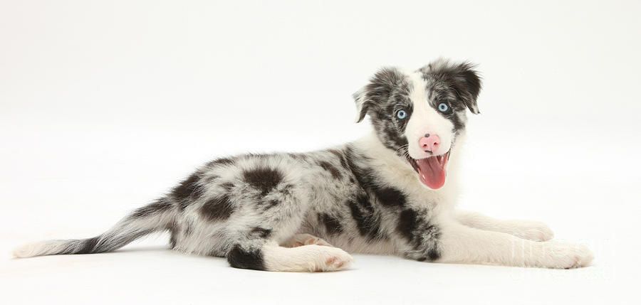 Dog Photograph - Blue Merle Border Collie Pup #1 by Mark Taylor