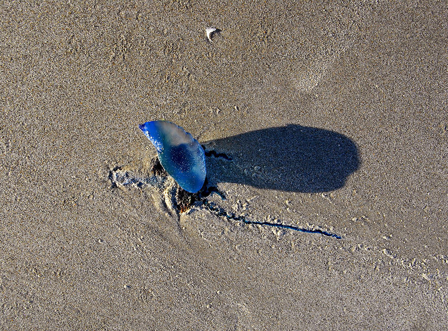 Blue on the beach #1 Photograph by David Lee Thompson