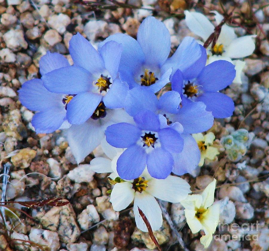 Rare Blue Parry Gilia Photograph by Michele Penner