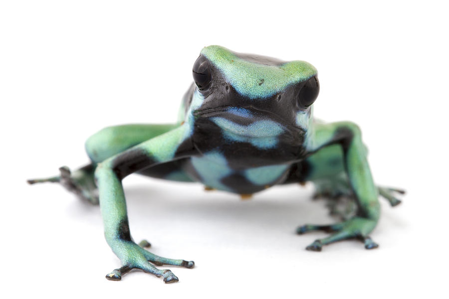 Blue Poison Dart Frog Barbilla Np Costa #1 Photograph by Piotr Naskrecki
