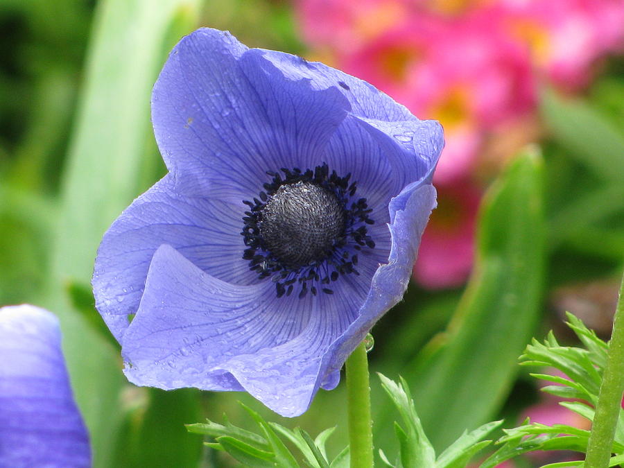 Blue Poppy #1 Photograph by Alfred Ng