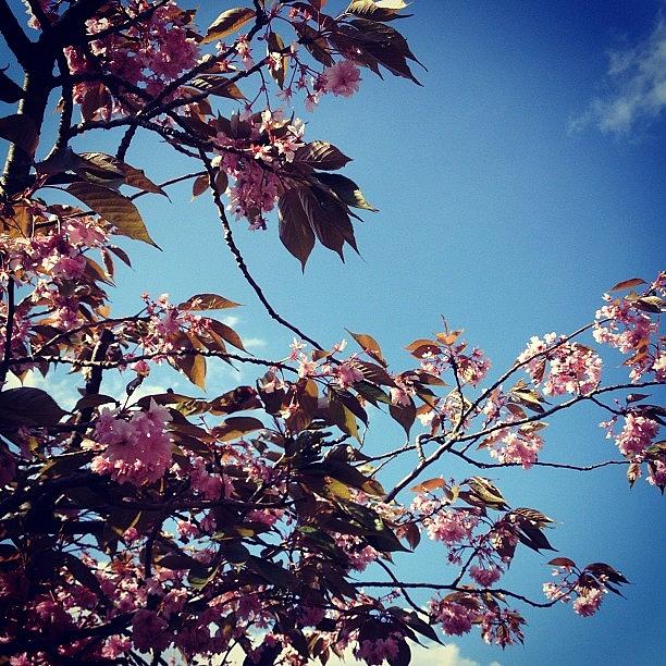 Blue Sky And Blossom #1 Photograph by Chris Jones