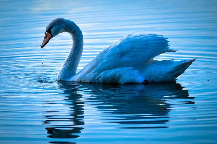 Blue Swan Photograph by Brian Stevens | Pixels