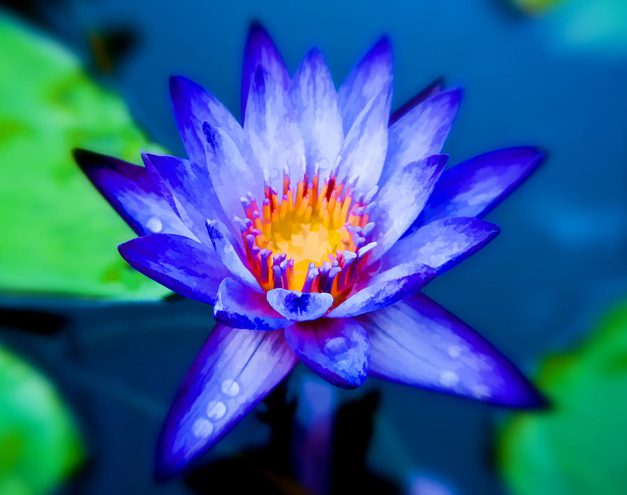 Blue Water Lily Photograph by Joe Carini