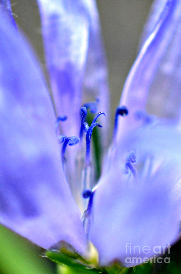 Blue Weed #1 Photograph by Lila Fisher-Wenzel
