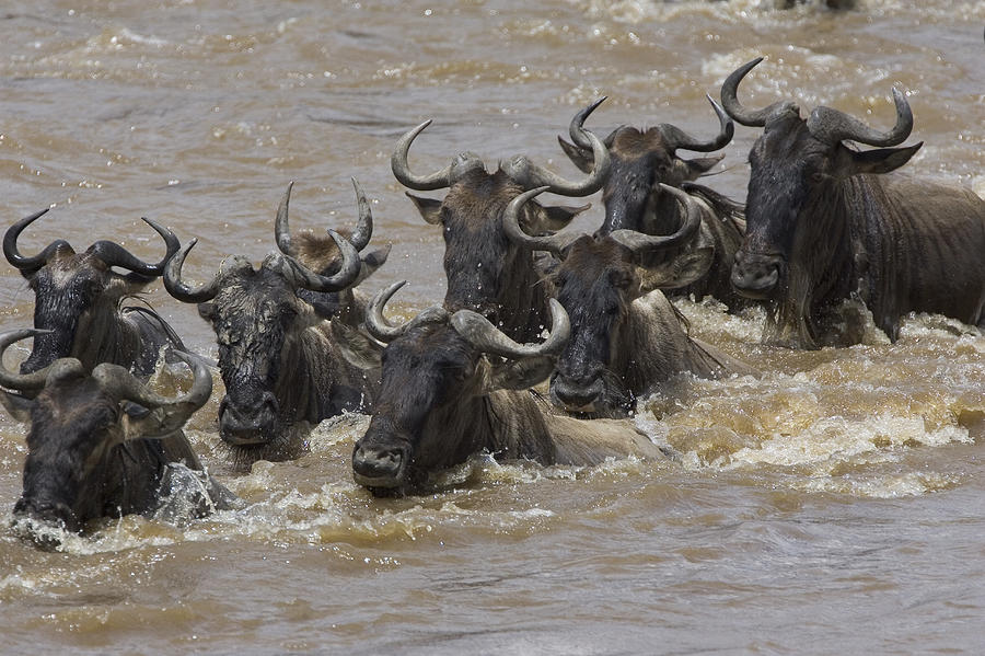 Blue Wildebeest Crossing Mara River #1 Photograph by Suzi Eszterhas