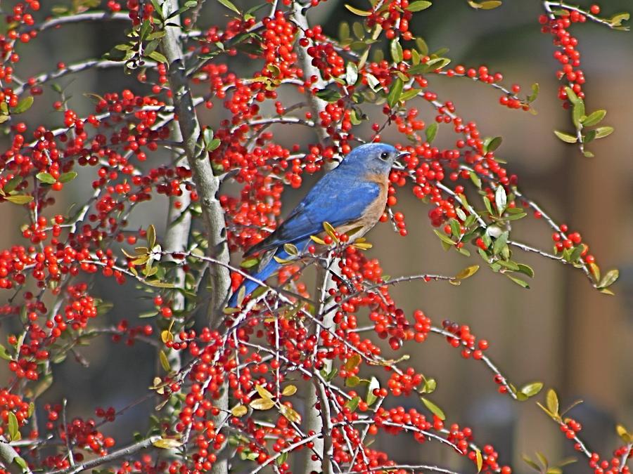 Bluebird in Yaupon Holly Tree #1 Photograph by Jeanne Juhos