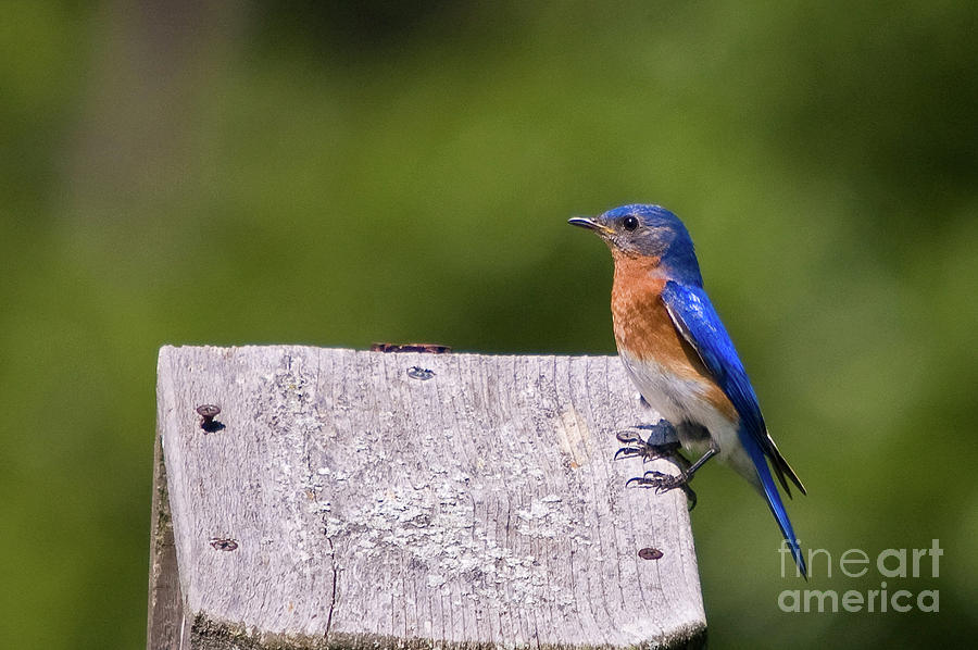 Bluebird #1 Photograph by Steve Stuller