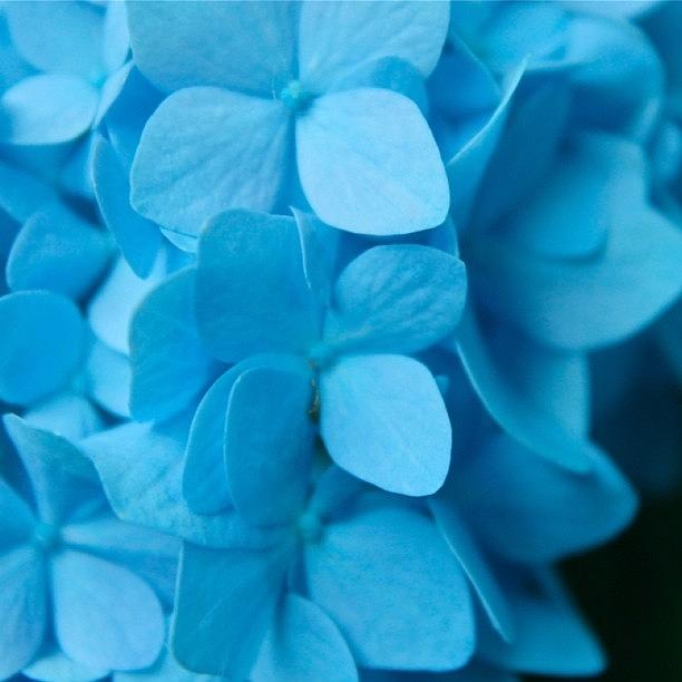 Flower Photograph - Blues by Justin Connor