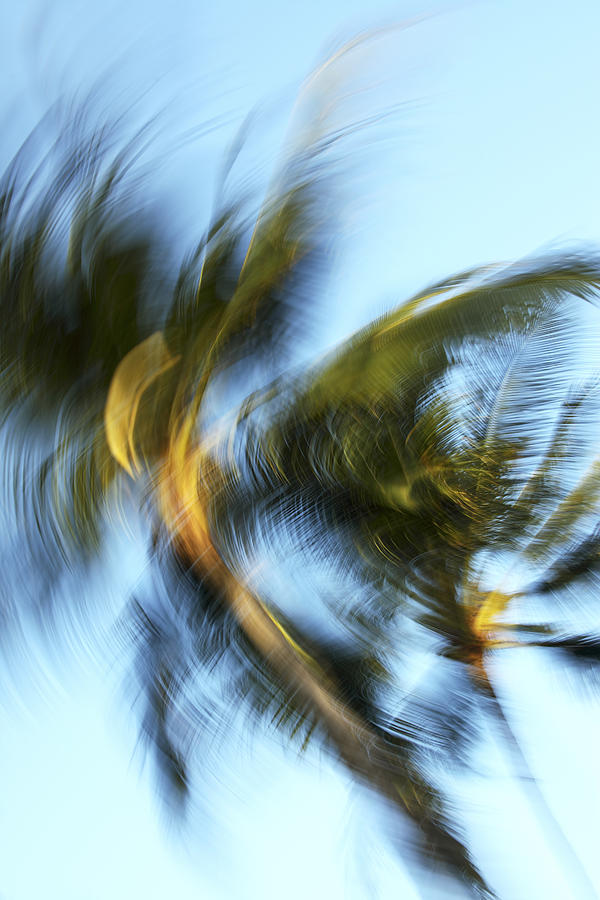 Blurred Palm Trees #1 Photograph by Vince Cavataio - Printscapes