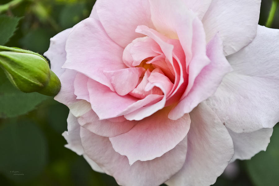 Rose Photograph - Blush #1 by Teresa Dixon