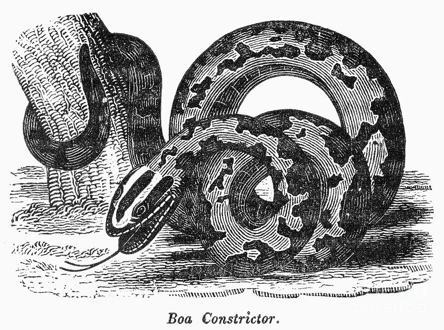 Boa Constrictor Photograph - Boa Constrictor #1 by Granger