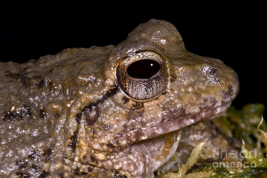Bobs Robber Frog #1 Photograph by Dante Fenolio
