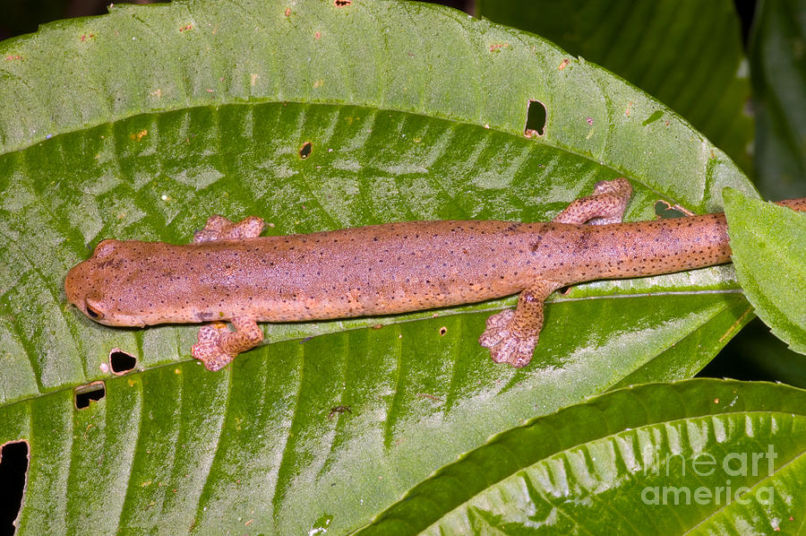 Nature Photograph - Bolitoglossine Salamander #1 by Dante Fenolio