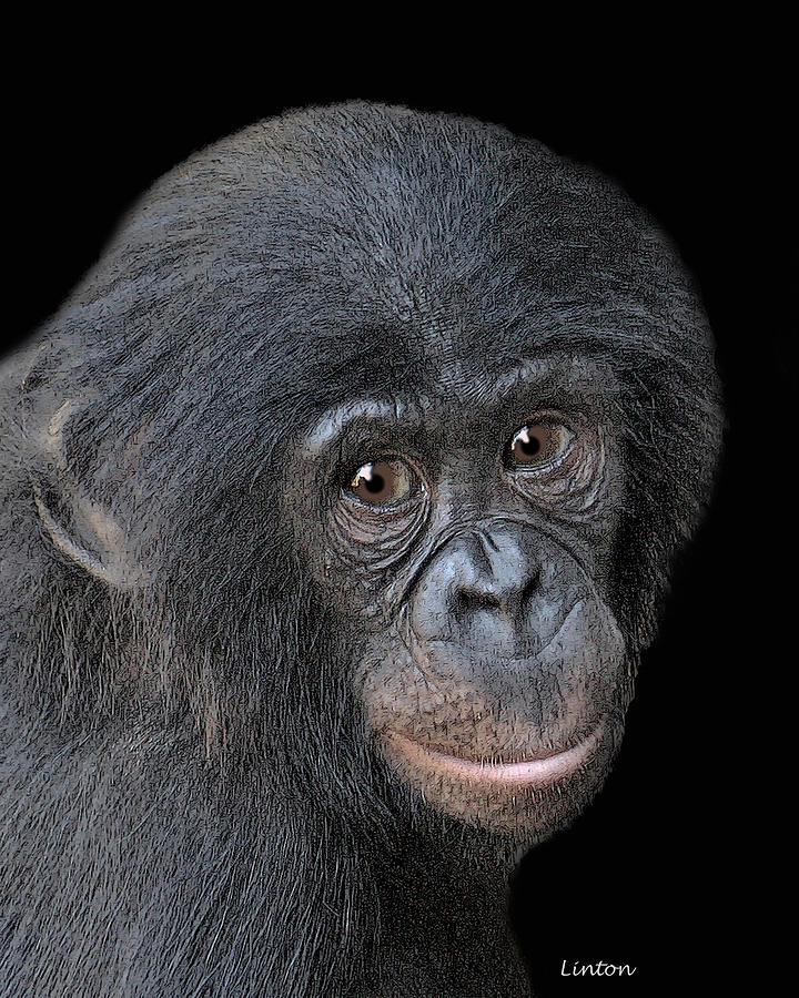 Bonobo #1 Digital Art by Larry Linton