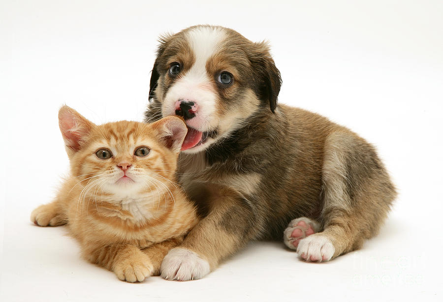 Border Collie Puppy And Kitten #4 Photograph by Jane Burton