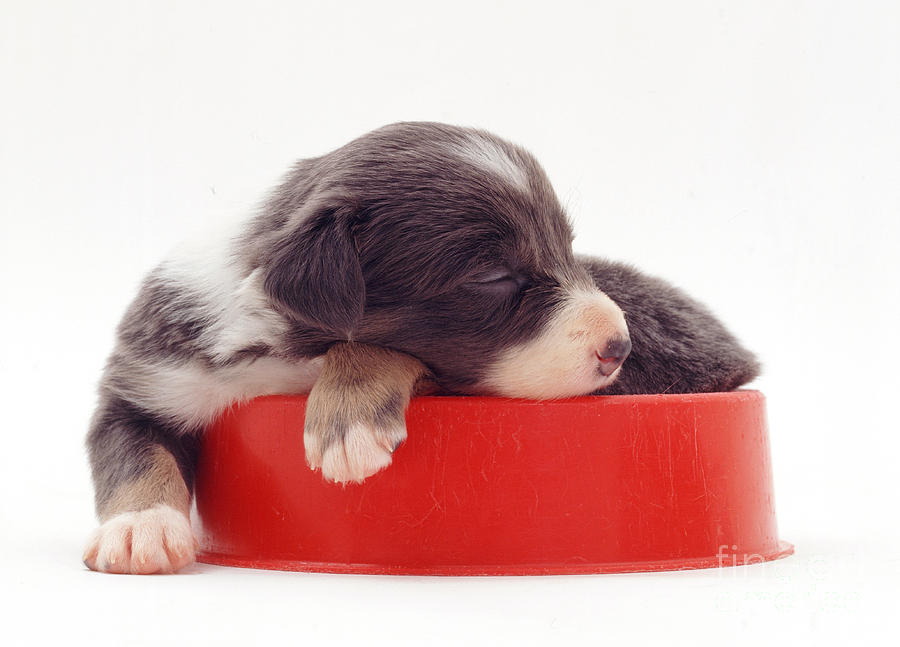 Border Collie Puppy Sleeping #1 Photograph by Jane Burton
