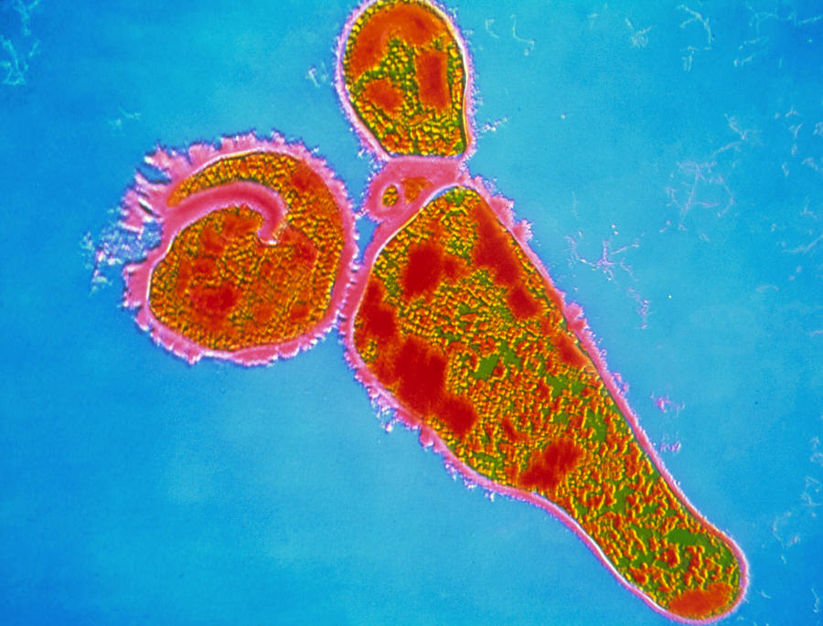 Bordetella Pertussis Bacterium Photograph by Cnri