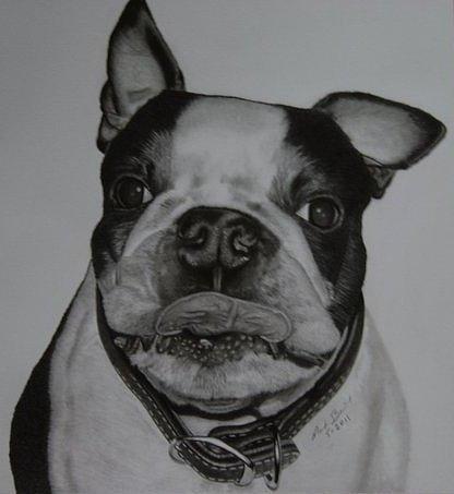 Boston Terrier Drawing by Mark Barish - Fine Art America