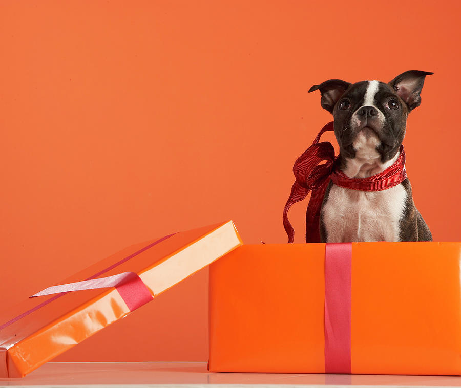 Boston Terrier Puppy In Gift Box #1 Photograph by Thomas Northcut