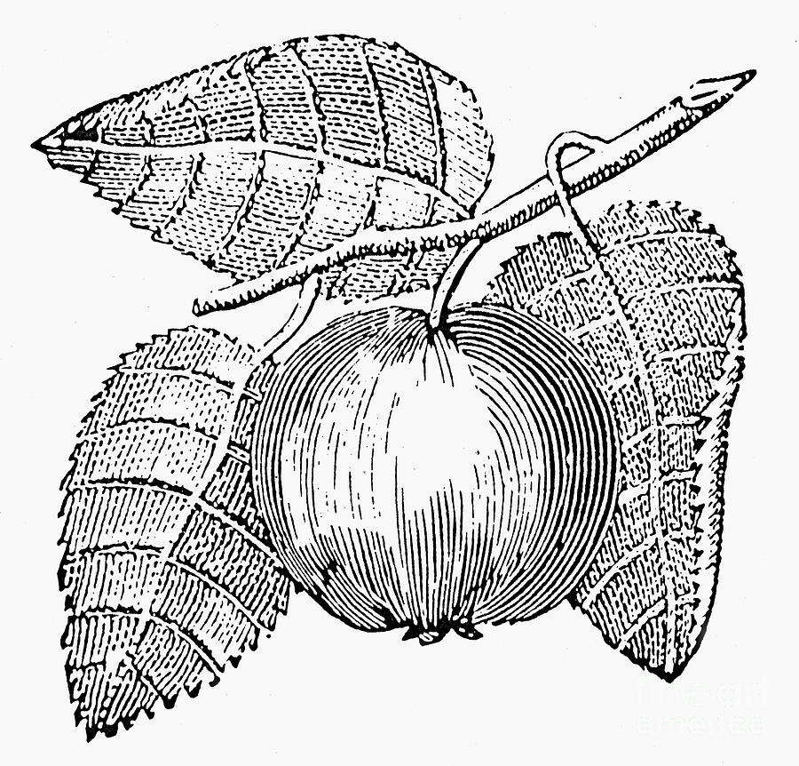 Botany: Apple #1 Photograph by Granger