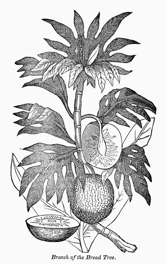 Breadfruit Tree Drawing