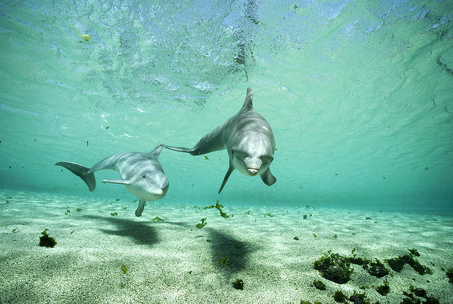 Animal In Habitat Photograph - Bottlenose Dolphin Pair Hawaii by Flip Nicklin