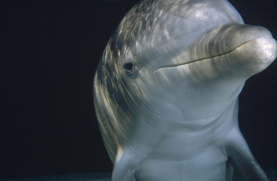 Bottlenose Dolphin Portrait Hawaii Photograph by Flip Nicklin