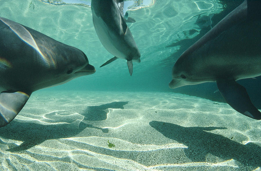 Bottlenose Dolphin Trio  Hawaii Photograph by Flip Nicklin