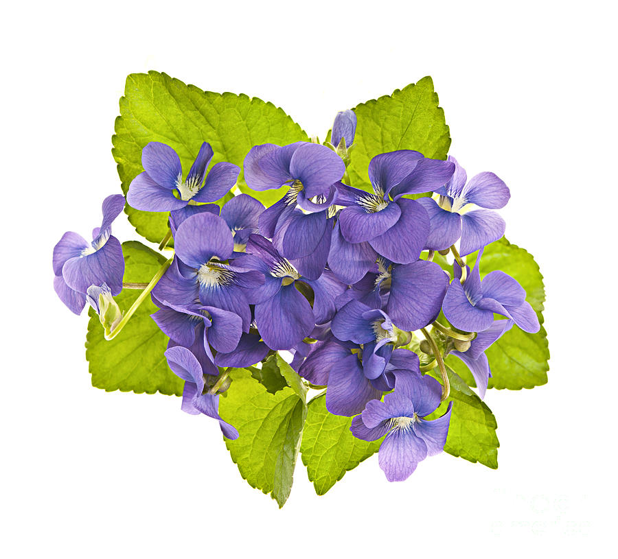 Bouquet Of Violets 1 Photograph
