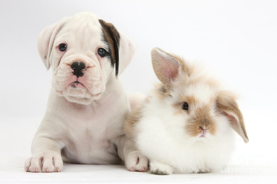 Nature  - Boxer Puppy And Young Fluffy Rabbit #1 by Mark Taylor