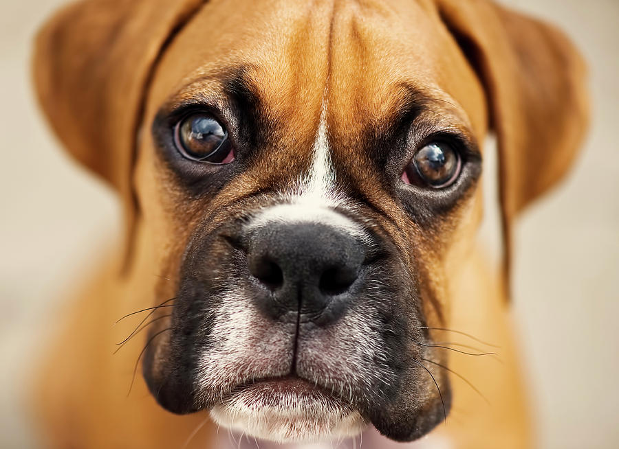 Boxer Puppy Photograph by Jody Trappe Photography