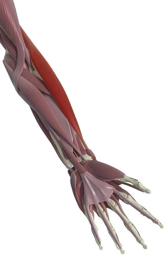 Vertical Photograph - Brachioradialis #1 by MedicalRF.com