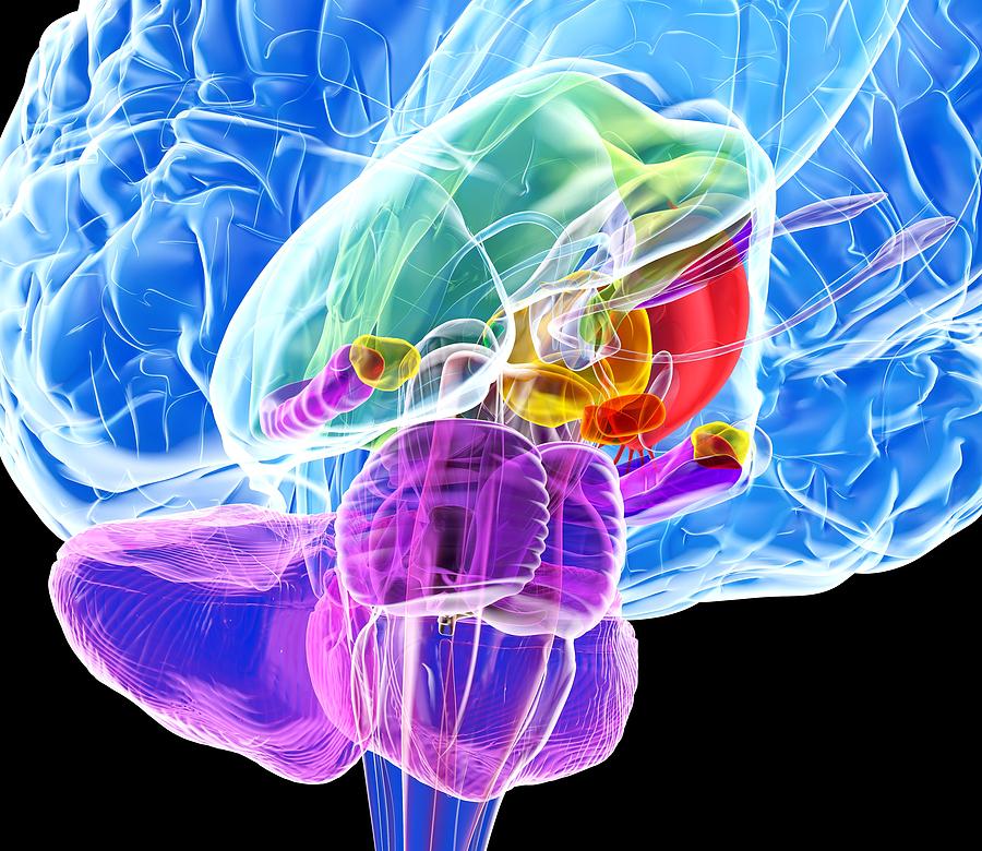 Anatomical Photograph - Brain Anatomy, Artwork #1 by Roger Harris