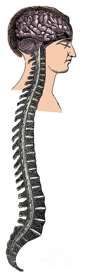 Brain And Spinal Cord Photograph by Science Source - Fine Art America