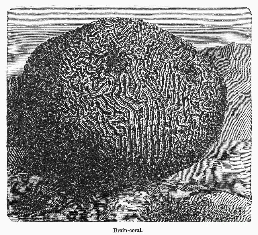 19th Century Photograph - Brain Coral #1 by Granger