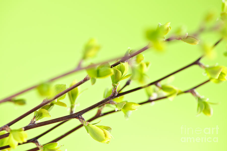 Branches with green spring leaves 1 Photograph by Elena Elisseeva