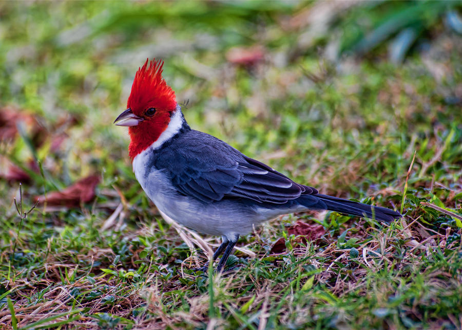 Brazillian Red-capped Cardinal #1 Photograph by Dan McManus