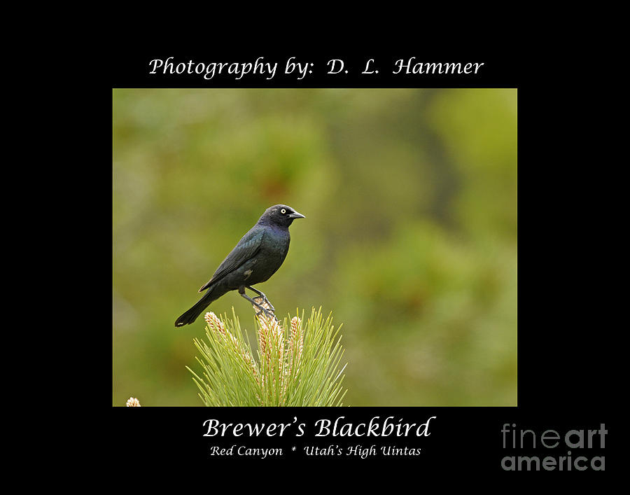 Brewers Blackbird #1 Photograph by Dennis Hammer