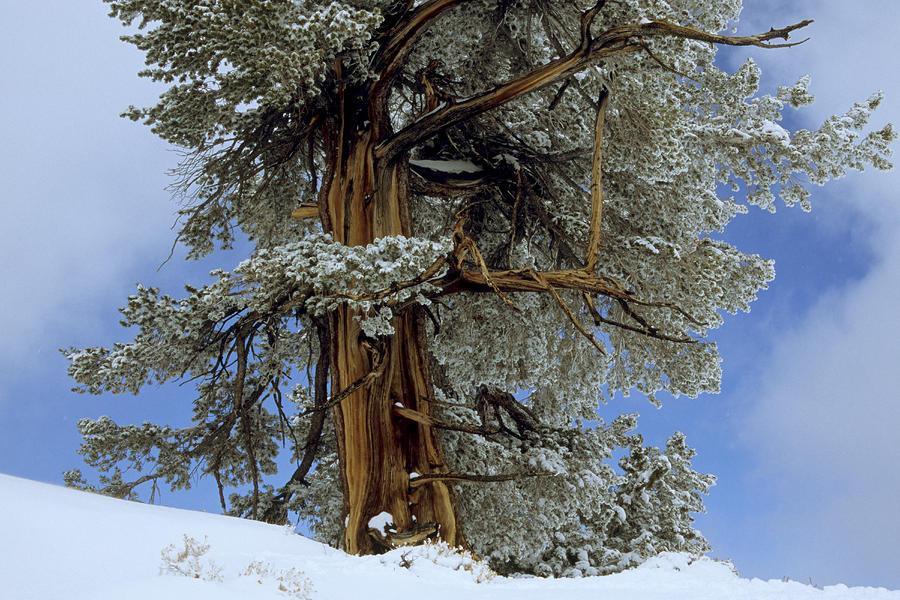 Bristlecone Pine Tree Blanketed In Snow Photograph by Tim Laman