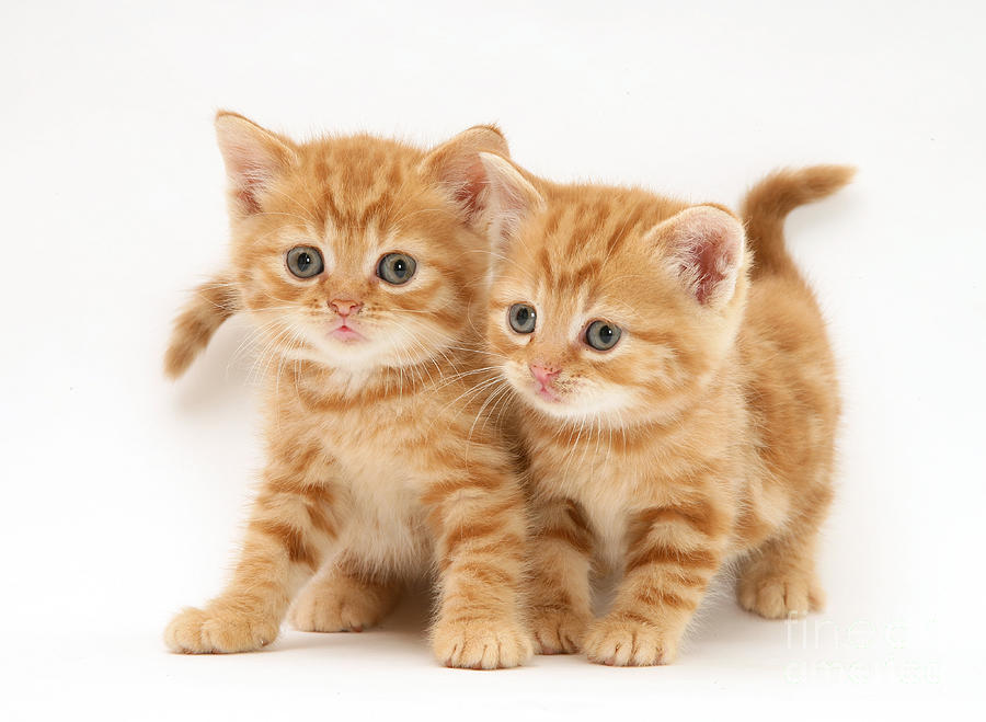 British Shorthair Red Tabby Kittens Photograph By Jane Burton Fine 