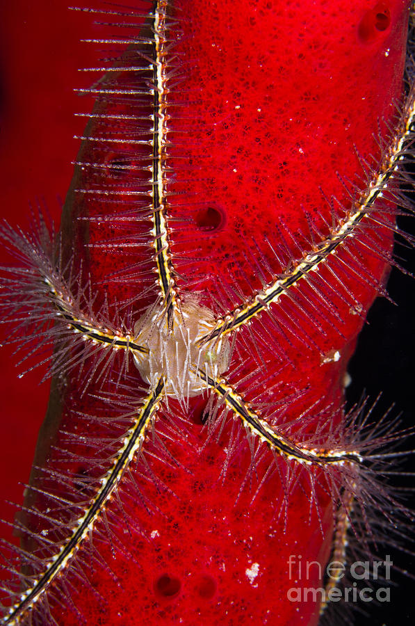 Wildlife Photograph - Brittle Star On Sponge, Belize #1 by Todd Winner