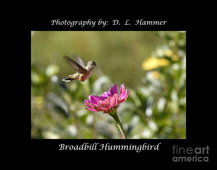 Bird Photograph - Broadbill Hummingbird #1 by Dennis Hammer